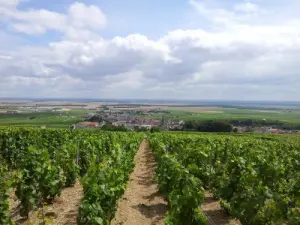 Una vista de Mesnil -sur - Oger ya que las vides