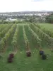 Vineyards of the Grottes (© Ville du Pecq)