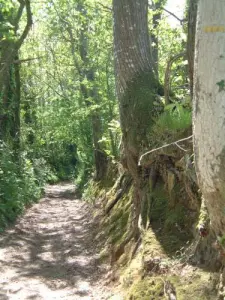 Caminho de Kerbeurnes (© Zoé Bono)