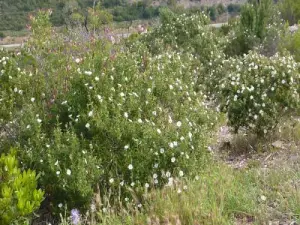 Natur in voller Blüte