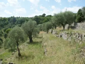 Das Reihenhaus olive