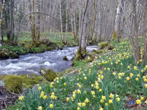 La Cleurie... in bloom