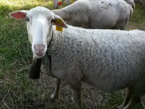 De schapen van de Côte Saint-Amand op de site Hurlevents