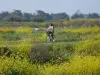 Les Portes-en-Ré - 観光、ヴァカンス、週末のガイドのシャラント・マリティーム県