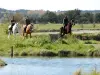Олон-сюр-Мер - Катание на лошадях по болотам