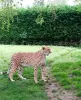 Parque zoológico del Domaine des Fauves - Lugar de ocio en Les Abrets en Dauphiné