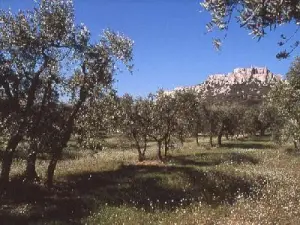 arboledas de Entreconque del valle