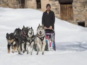 Dog sledding