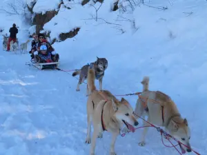 Sled dogs in Venosc