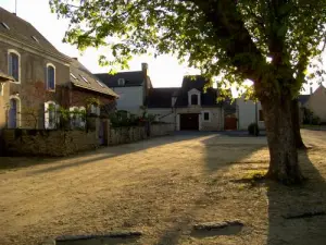 Brissarthe - Place of chestnut trees, edges of Sarthe