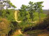 Forêt de la Palmyre - Site naturel aux Mathes