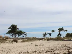 Tra spiaggia e palude