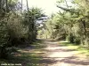 Wald von Olonne - Naturstätte in Les Sables-d'Olonne