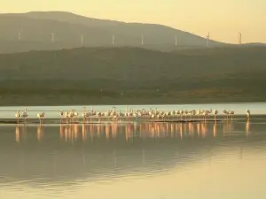 Flamingos auf dem Teich von Salses-Leucate