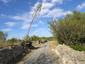 Landschappen en wandelingen rond Leucate