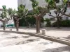 Árvores tortuosas e majestosas na entrada do parque