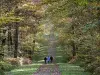 bosco in autunno