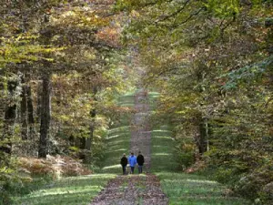 bosco in autunno