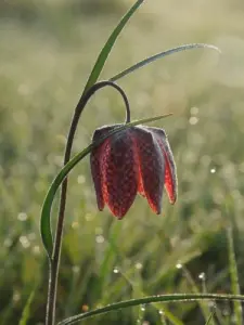 Gocane (fritillary) nel Grand Pree