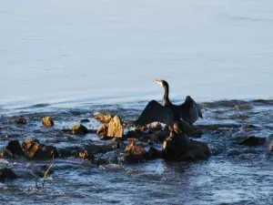 Cormorano sulla Loira