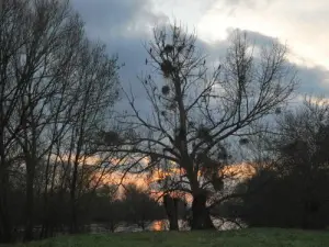 The Tree of cormorani nel Battler isola