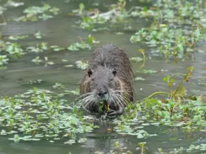 Coon verschlingt die Primel in der Verbotenen Trinken