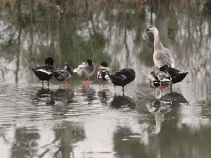 Gänse und Enten auf dem zugefrorenen Teich von Gravelle