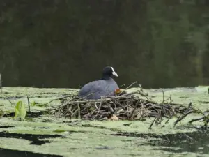 Blässhuhn auf ihrem Nest