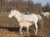 Camargue caballos en las marismas