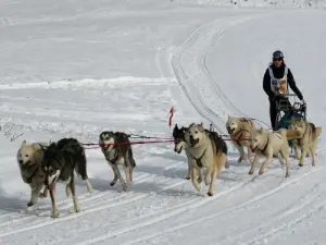 Course de chiens de traîneaux