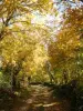 L'automne dans les bois du Quercy