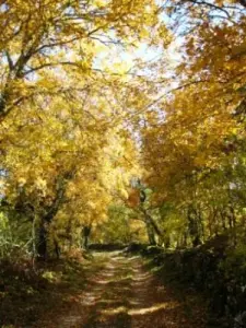 Outono na floresta de Quercy