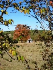 Gariotte em um campo