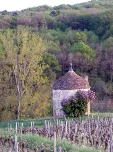 O pavilhão de vinhas de Macheron (estrada de La Garenne)