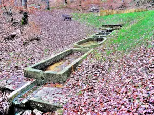 Fontaine l'Evêque - Foresta di Banney (© Jean Espirat)