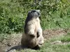 Une marmotte peu farouche (© OT Luz)