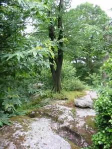 Arbre Chaire des Druides