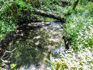 Origer stream, near of the Saint-Léger chapel (© JE)