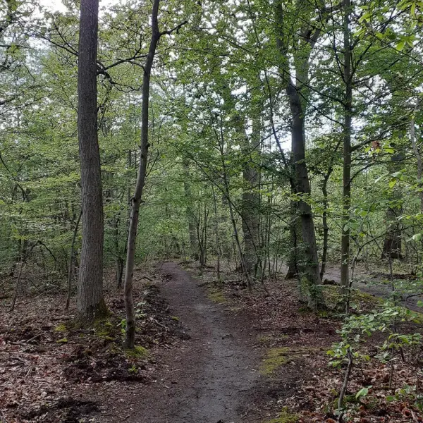 Forêt de SaintGermainenLaye Site naturel à MaisonsLaffitte