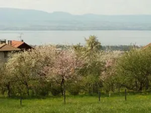 Spring Lake Leman