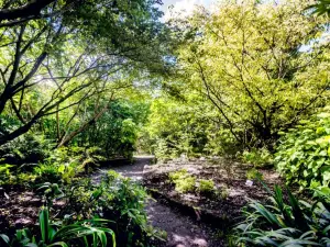 植物園 - ヘザー植物