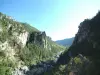 The vineyards - Gorges du Tarn