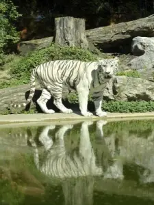 モーブージュ動物園の白虎