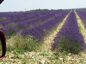 Lavender fields in June-July