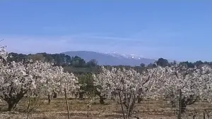 Field of cherry trees and Mont Ventoux in the background