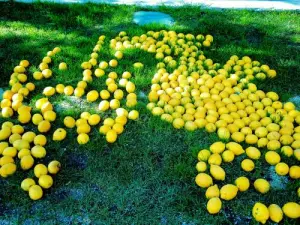 Limones, que se tire al suelo para Menton! (© Jean Espirat)