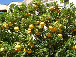 naranjos en los jardines Biovès