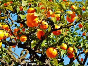 árbol de naranja cargado con la fruta de la ciudad (© Jean Espirat)