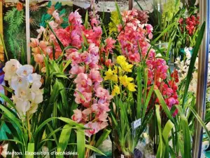 Exposición de orquídeas (© Jean Espirat)