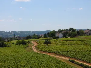 Vines Les Ruelles